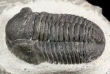 Gerastos Trilobite Fossil - Morocco #52114-2